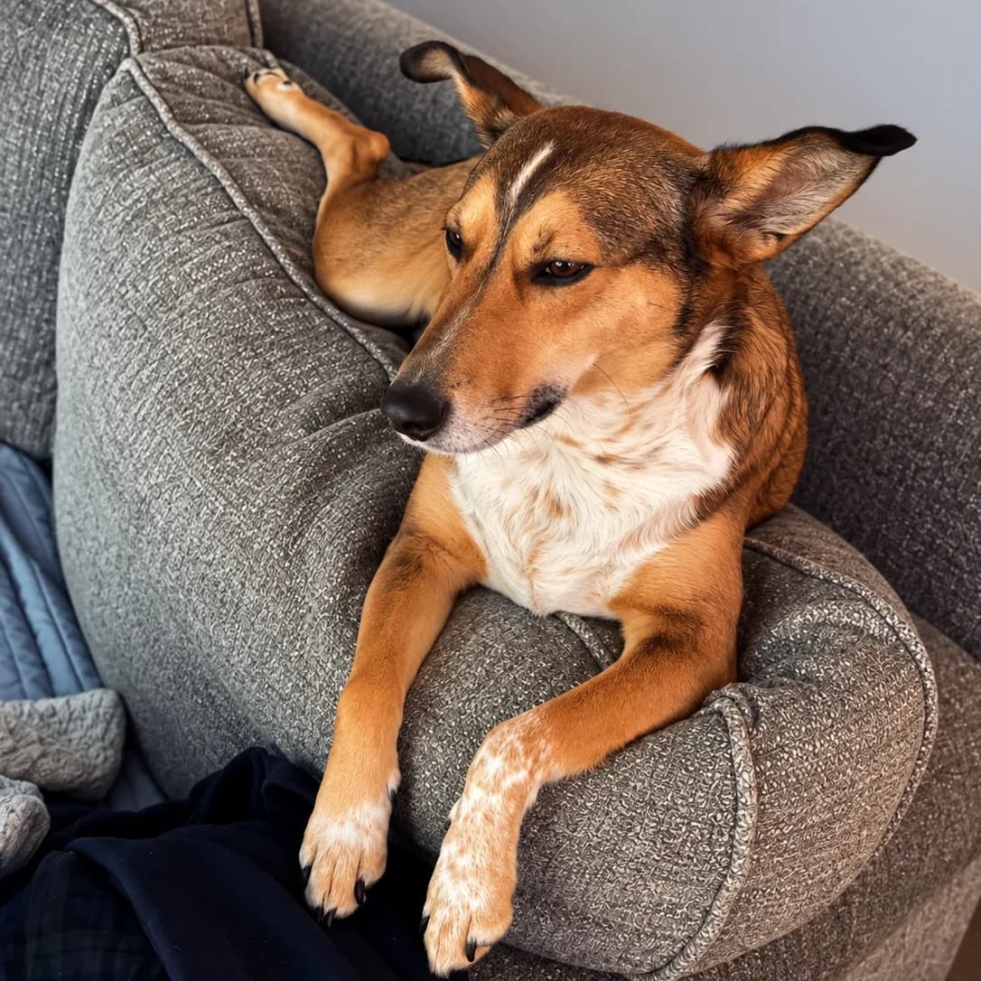 Bonnie lying along the arm of a grey couch with her front paws draped over the cushion, looking off to the side.