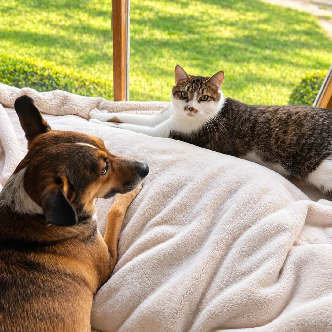 Nicky, a brown tabby and white cat, lying on a fleece blanket in a sunny window and looking at the camera, with Bonnie beside him looking the other way.