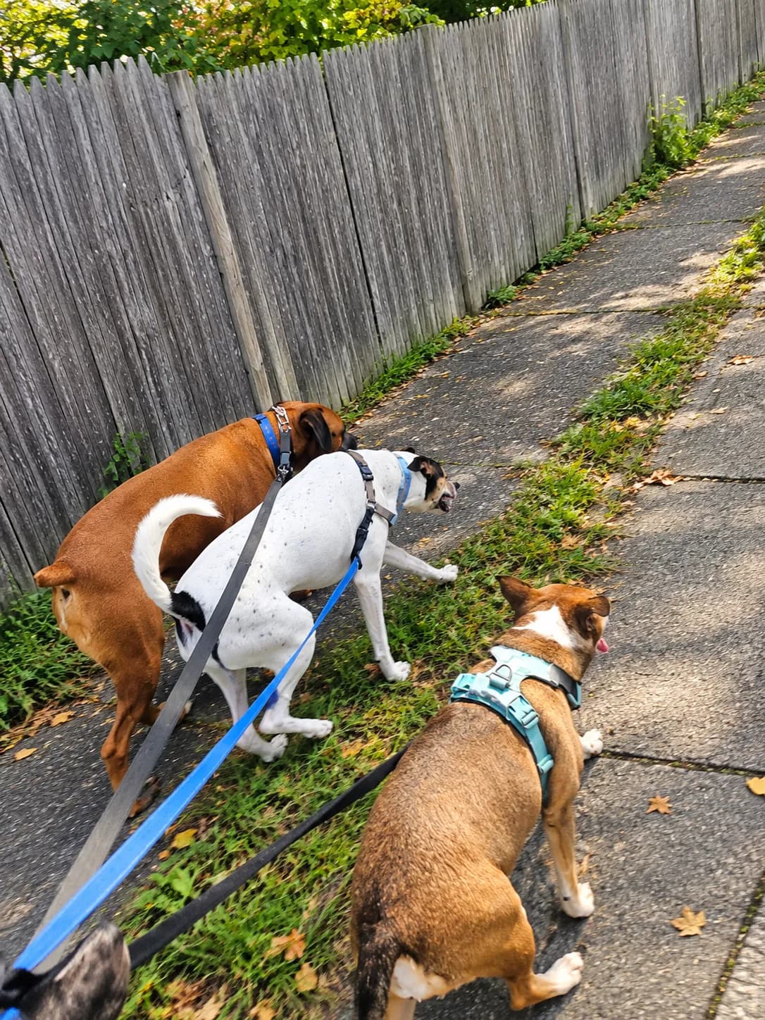 Bonnie, in a teal harness, walking with Almond, a white dog with black patches, and a brown boxer along a sidewalk beside a weathered wooden fence.