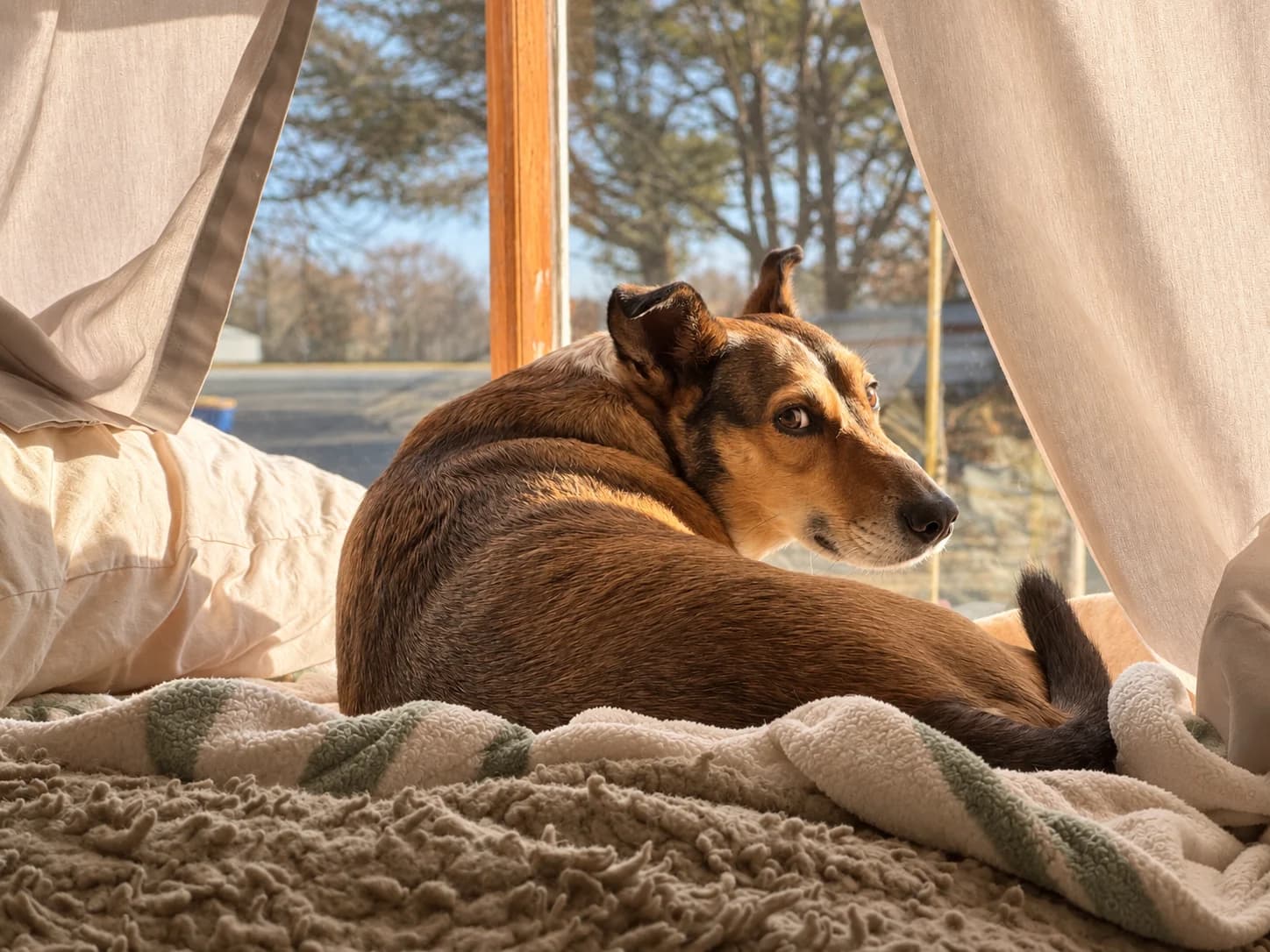 Bonnie curled up on blankets by a sunny window, looking back over her shoulder.