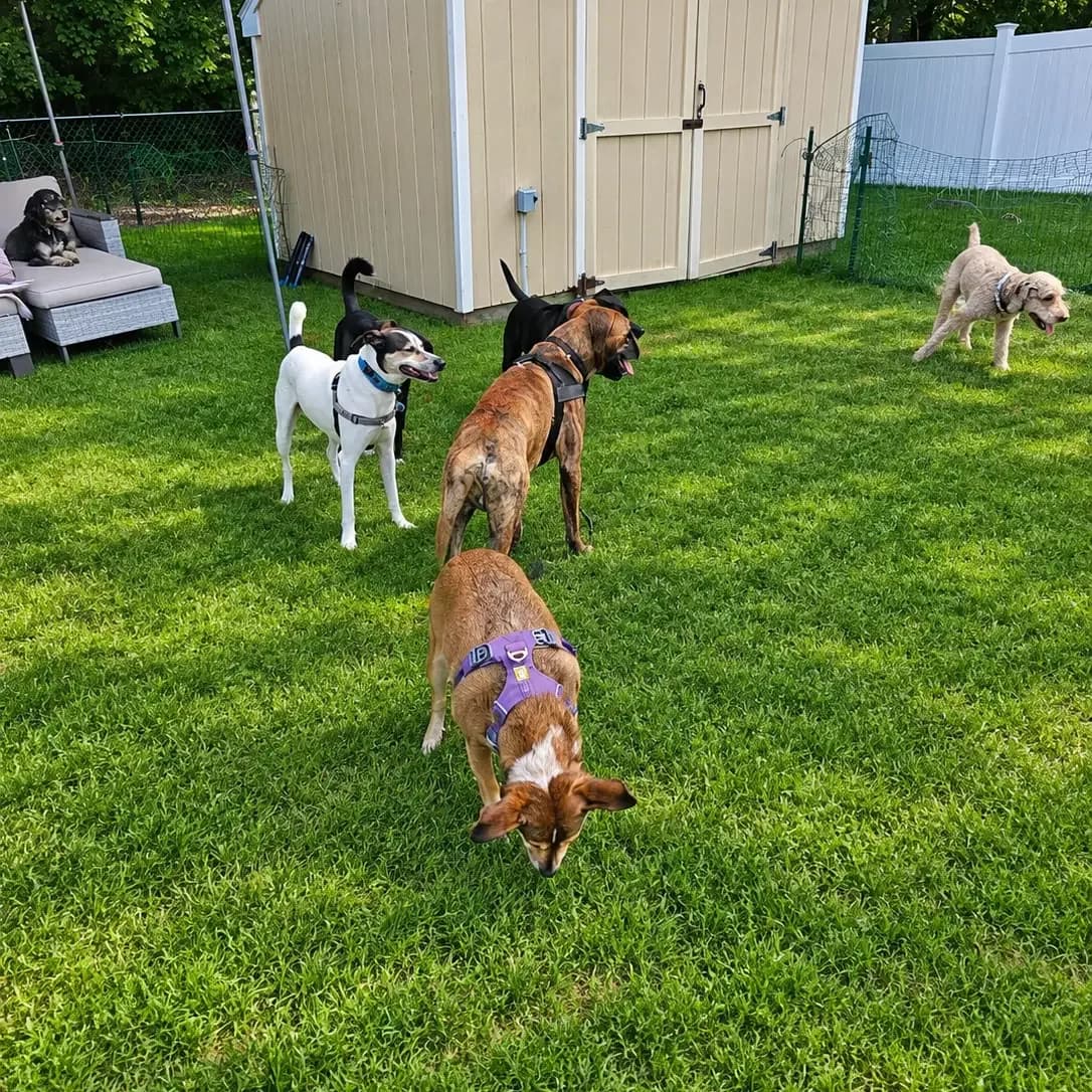Bonnie in a purple harness leading Almond, a brown boxer, and three other dogs across a sunny fenced yard in front of a shed.
